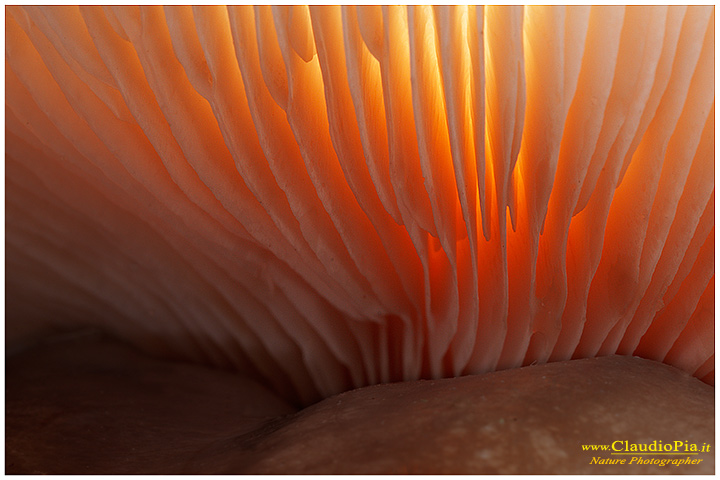 Funghi, mushroom, fungi, fungus, val d'Aveto, Nature photography, macrofotografia, fotografia naturalistica, close-up, mushrooms , Pholiota